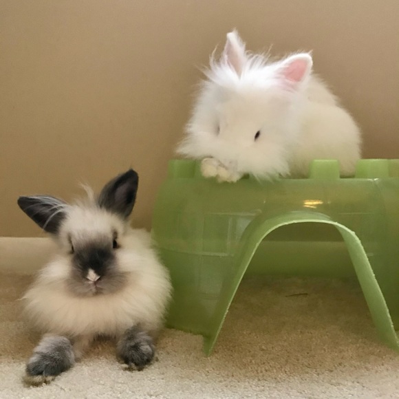 Meet your Posher, Monica - Picture 2 of 3